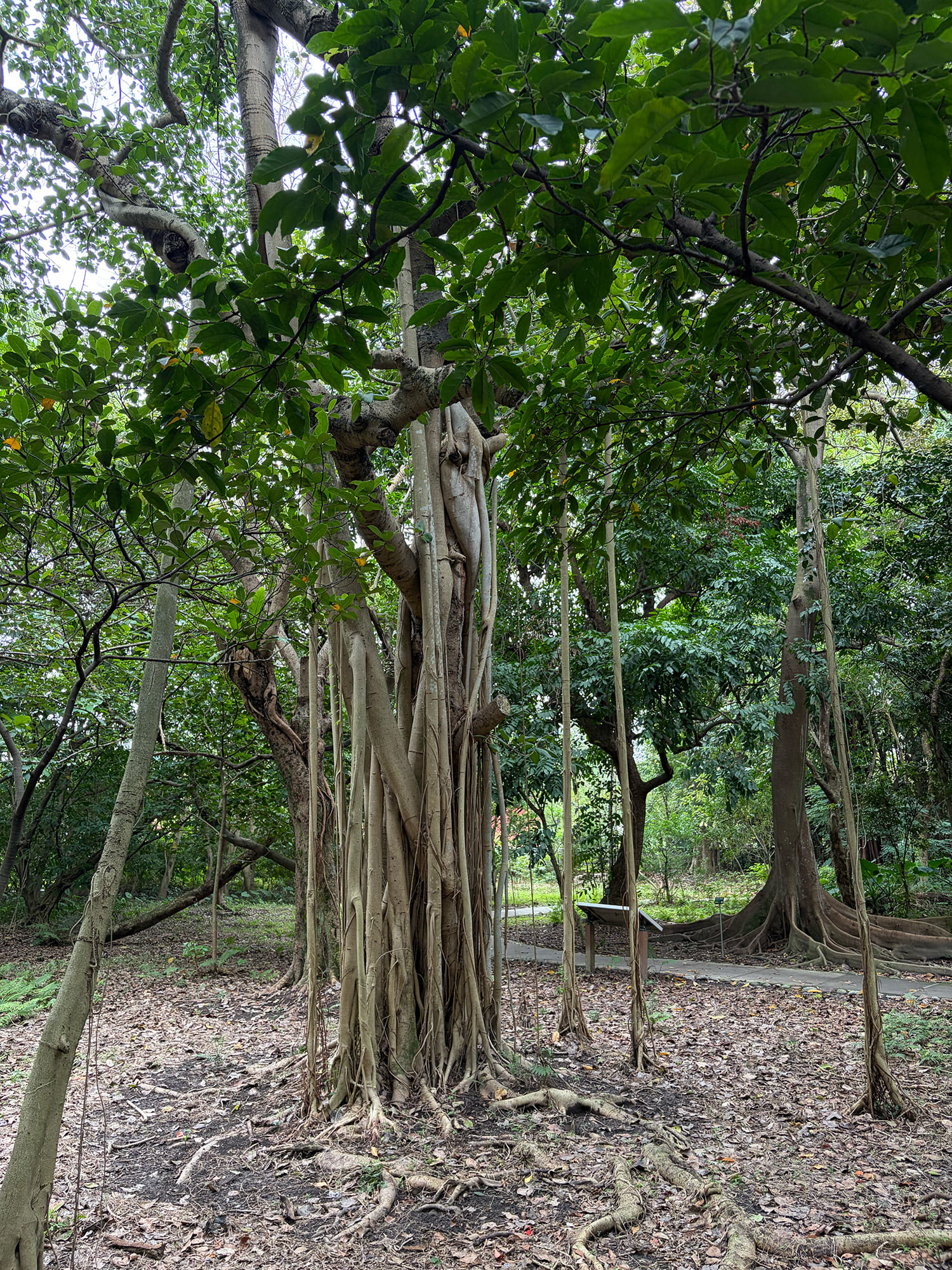台北植物園 台北